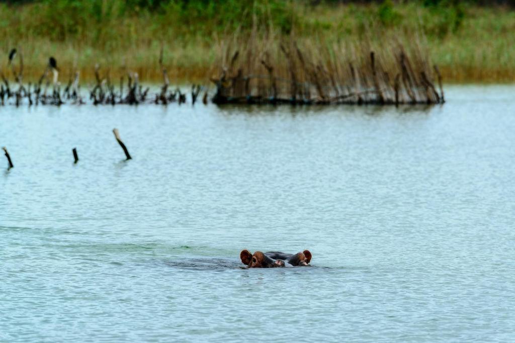 Kosi Forest Lodge Manguzi Eksteriør billede